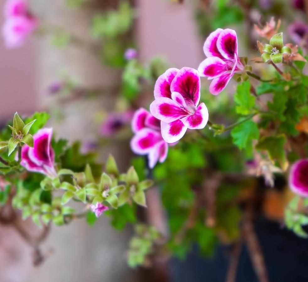 Casa Rural Don Lope El Canuelo  Ngoại thất bức ảnh
