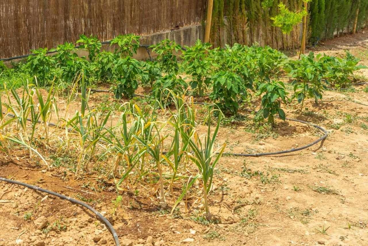 Casa Rural Don Lope El Canuelo  Ngoại thất bức ảnh
