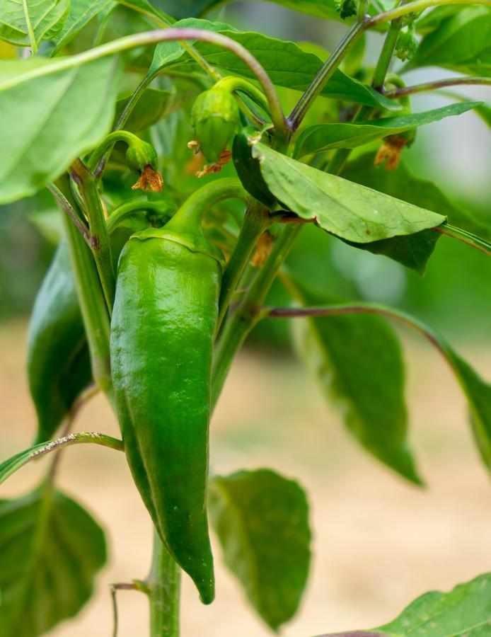 Casa Rural Don Lope El Canuelo  Ngoại thất bức ảnh